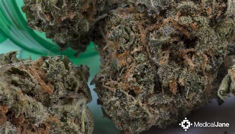 burberry haze|blueberry haze strain effects.